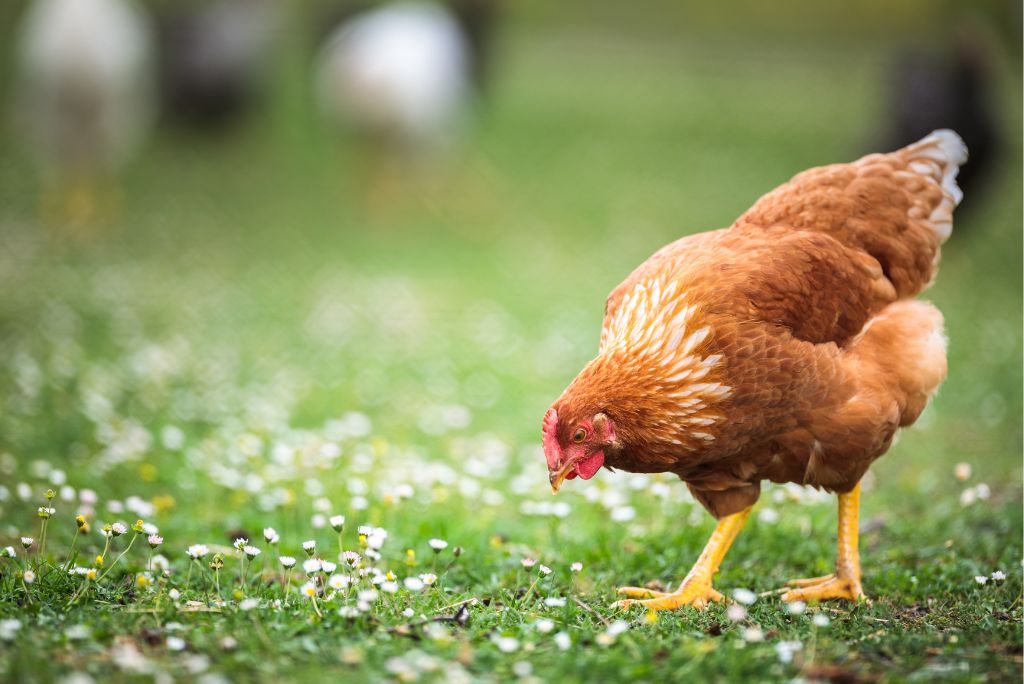 Are Free-range Chickens Worth The Price Tag? Cluck Yeah!