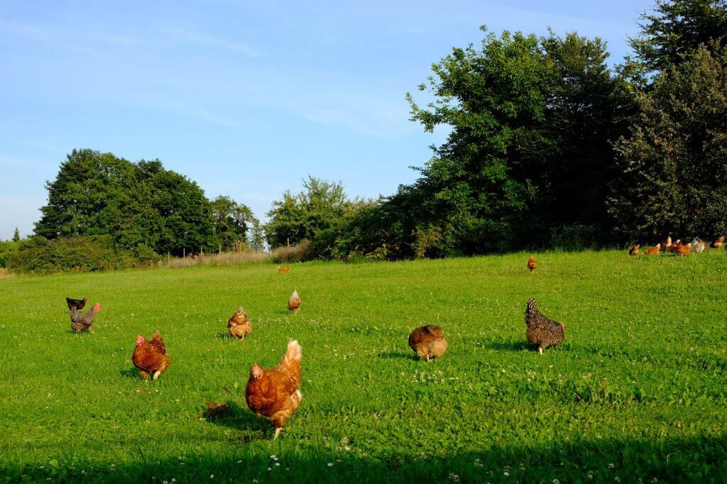 organic chickens in field